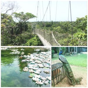 Lekki Conservation Centre, Lagos State (Longest Canopy walk in Africa, 2nd longest in the World.)