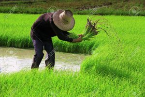 14556294-farmer-on-the-rice-farm-stock-photo