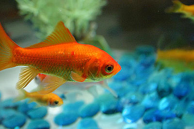 Goldfish in a bowl