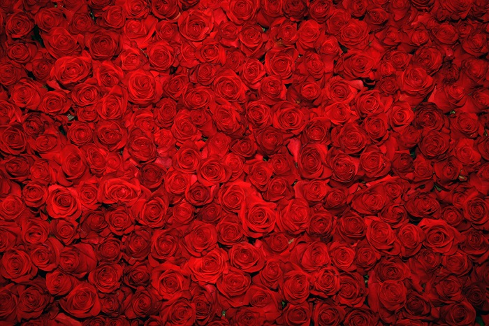 red Roses