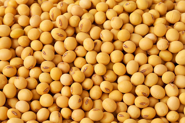 soybean_processing