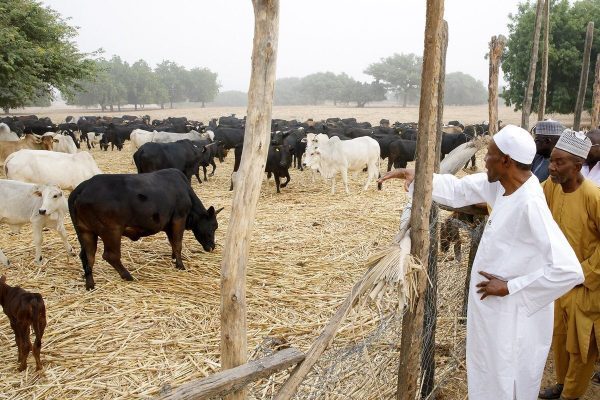 buhari_cows_herdsmen