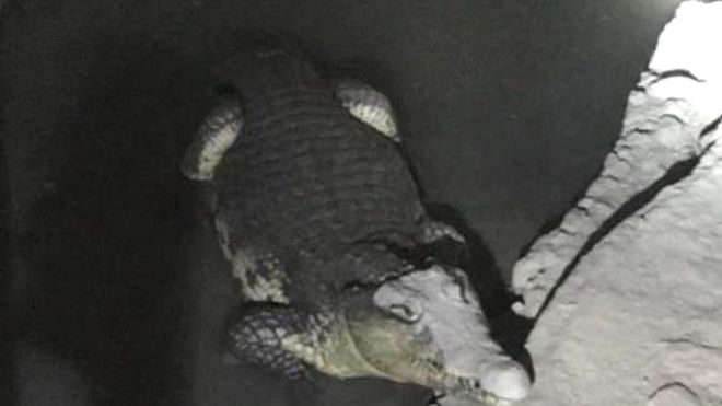 Crocodile in muddy pool in basement of weapons dealers house
