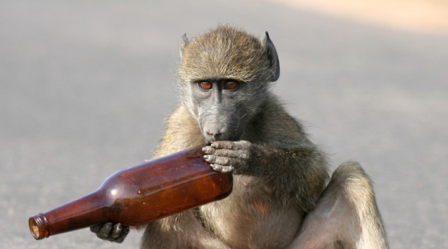 monkey chewing bottle