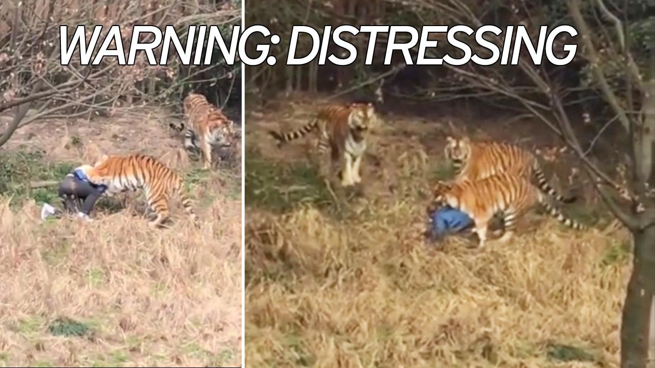 Man Mauled by Tigers