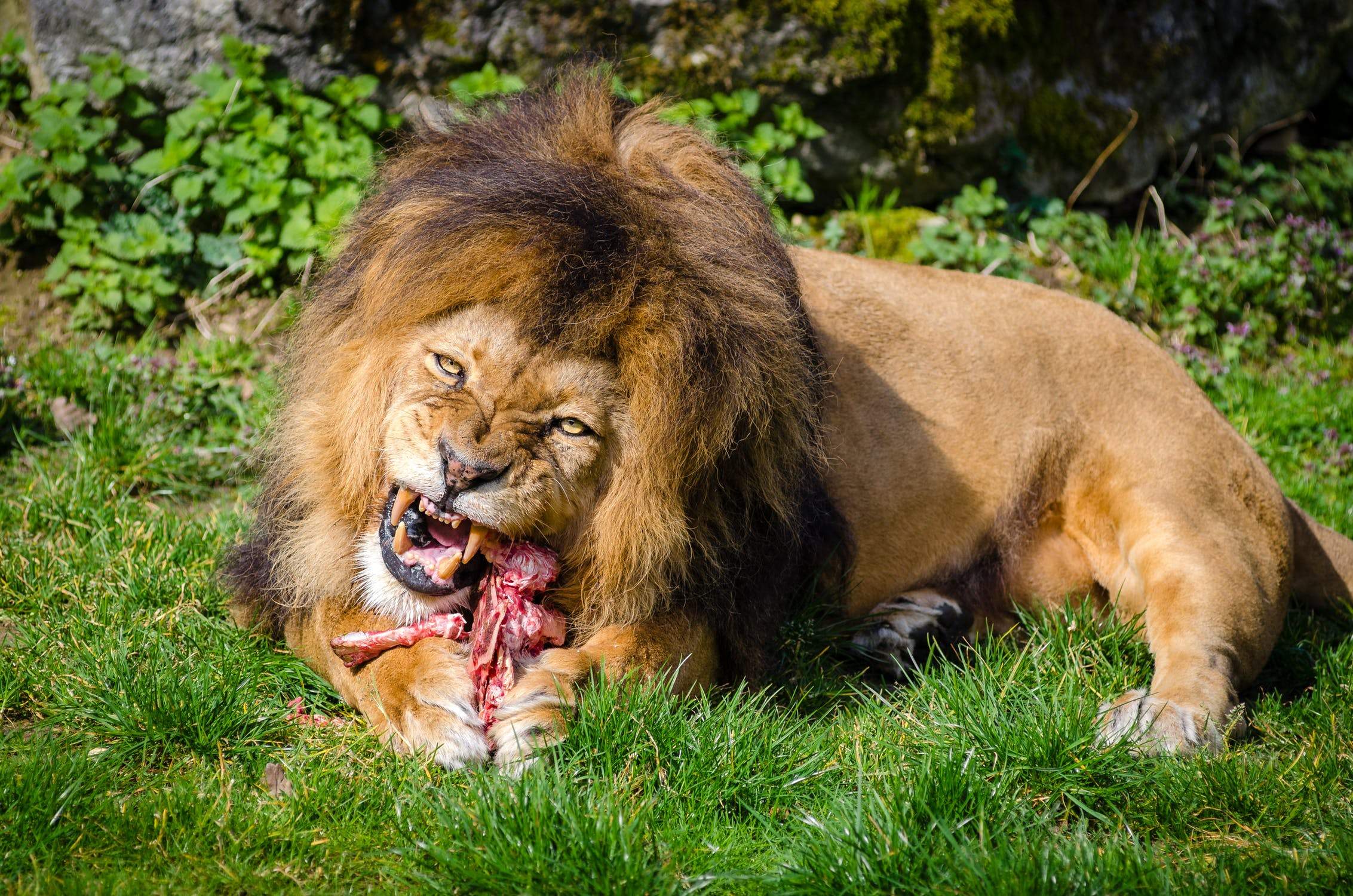 lion eating meat