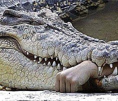 Crocodile chewing arm