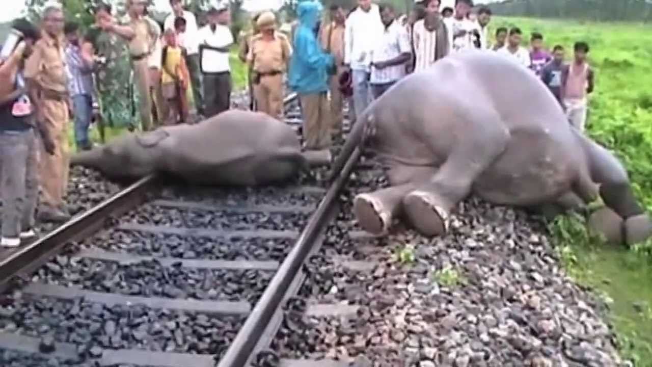 Elephants killed by speeding train