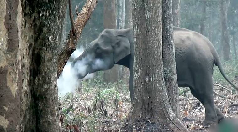 Smoking elephant