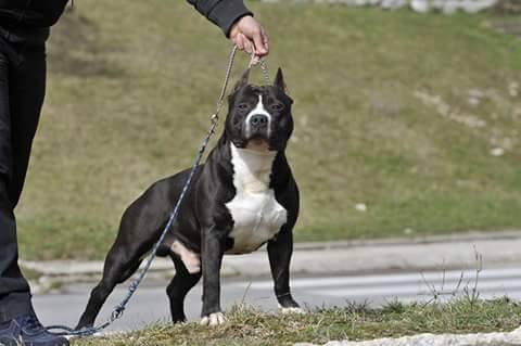 strattforshire terrier which killed owner