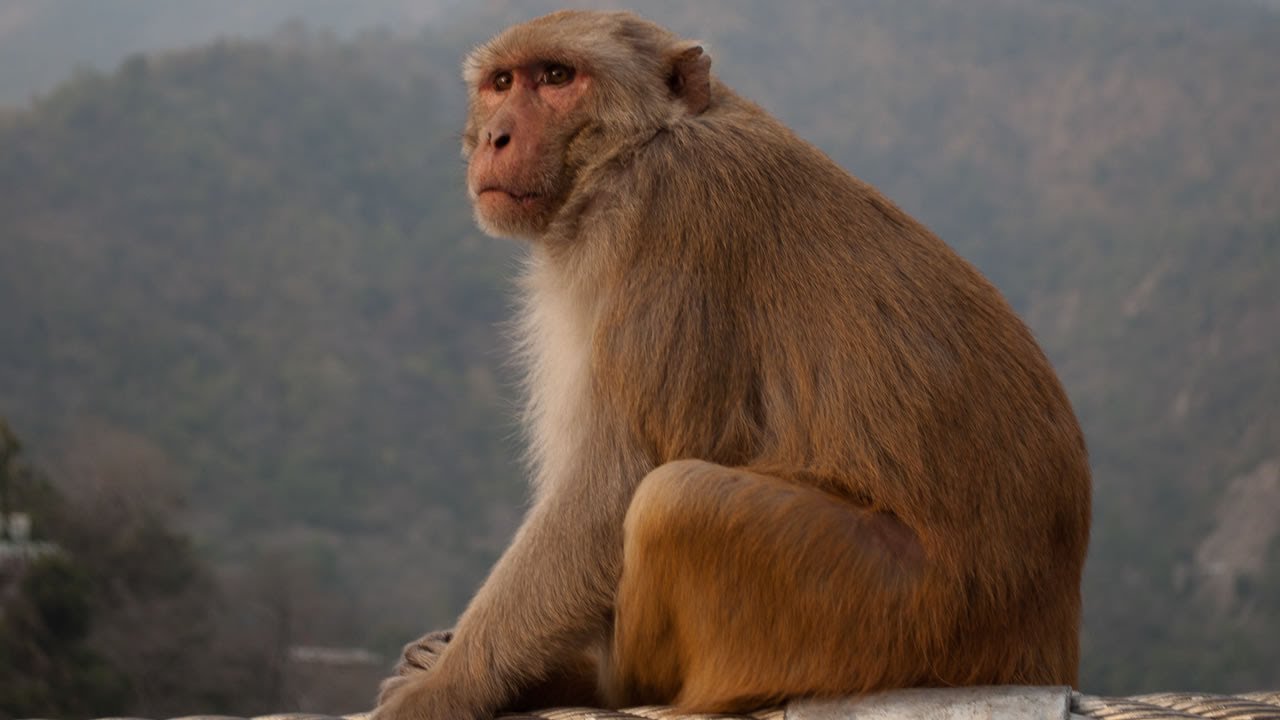 monkey in india