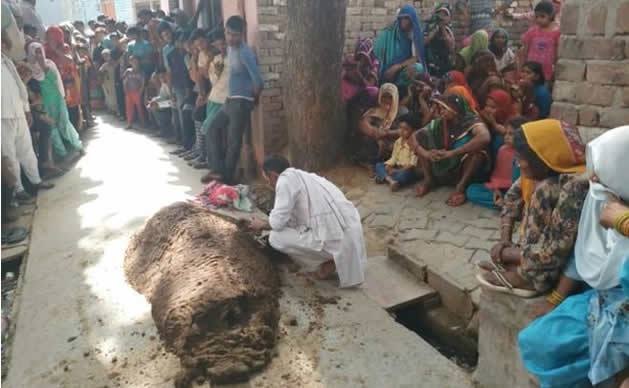 Woman buried alive in cow dung by snake charmer