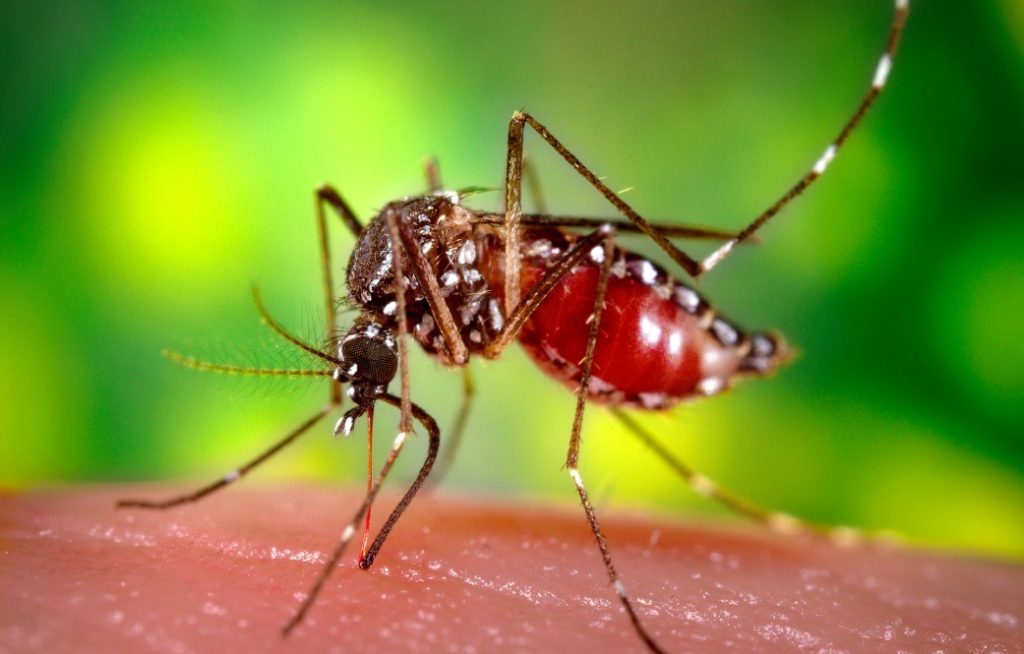 zika virus carried by mosquito