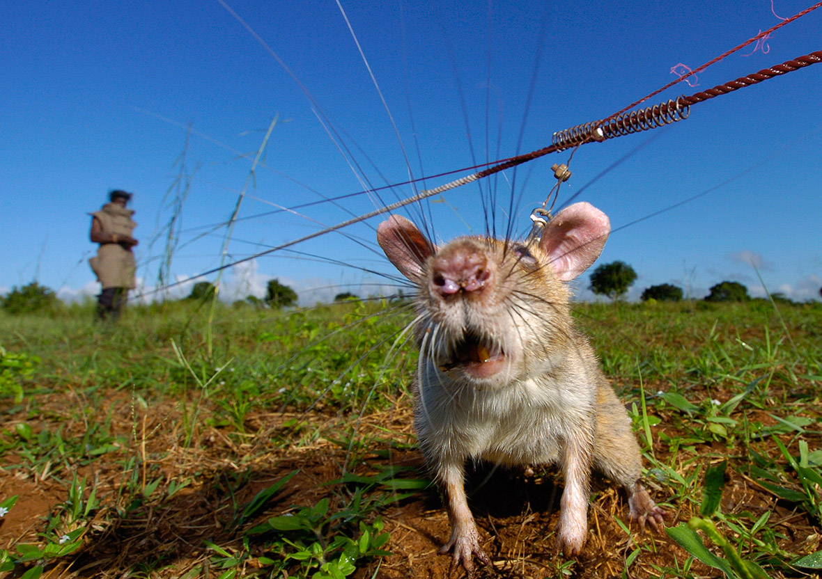 rats-sniff-landmines