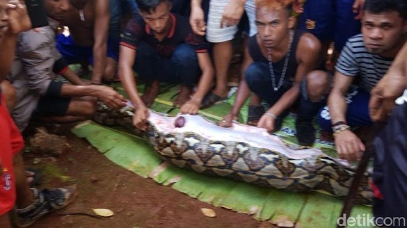 Missing woman found dead inside python