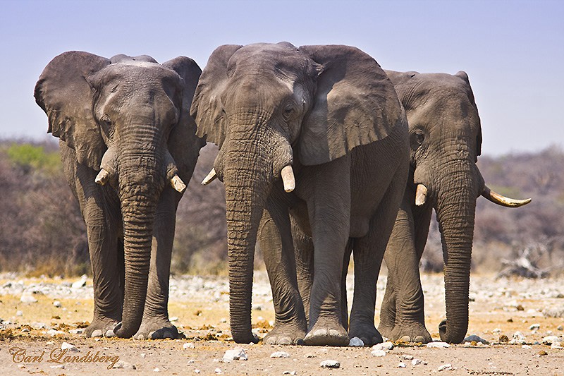 Stray Elephants Kills Game Ranger in Uganda