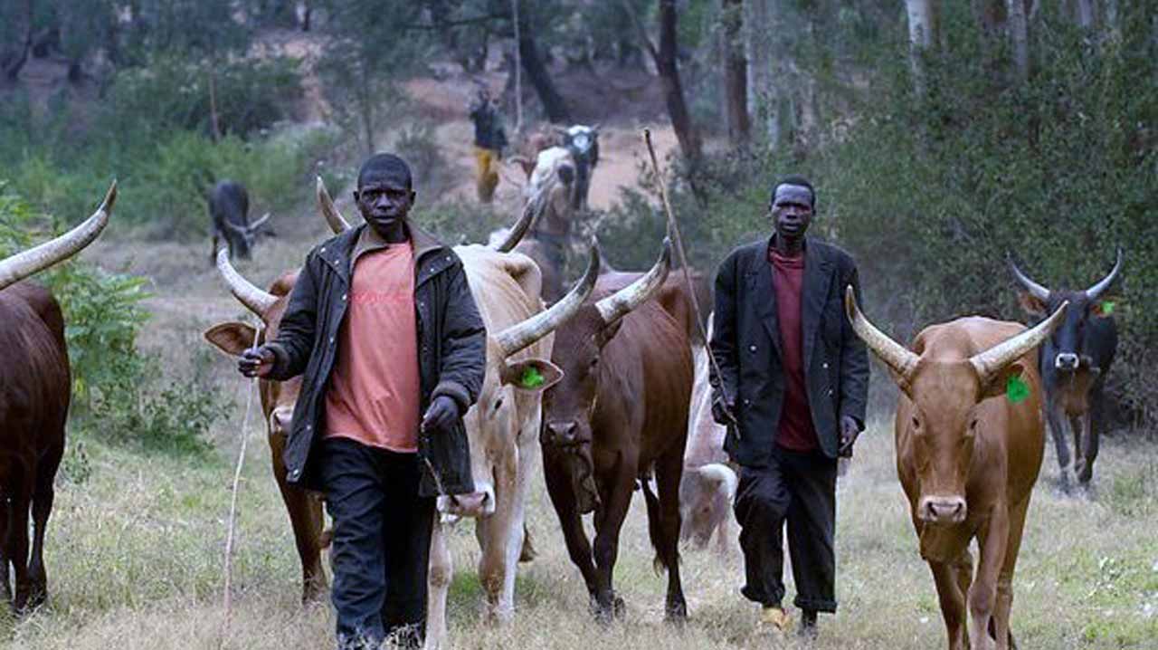 Police arrest 4 suspected cattle rustlers with 208 animals