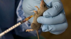 Lassa fever now in 33 states - NCDC