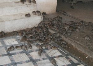 Update: Lassa fever takes five lives in three states
