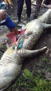 Locals find clothes, bones inside human-eating crocodile in Indonesia