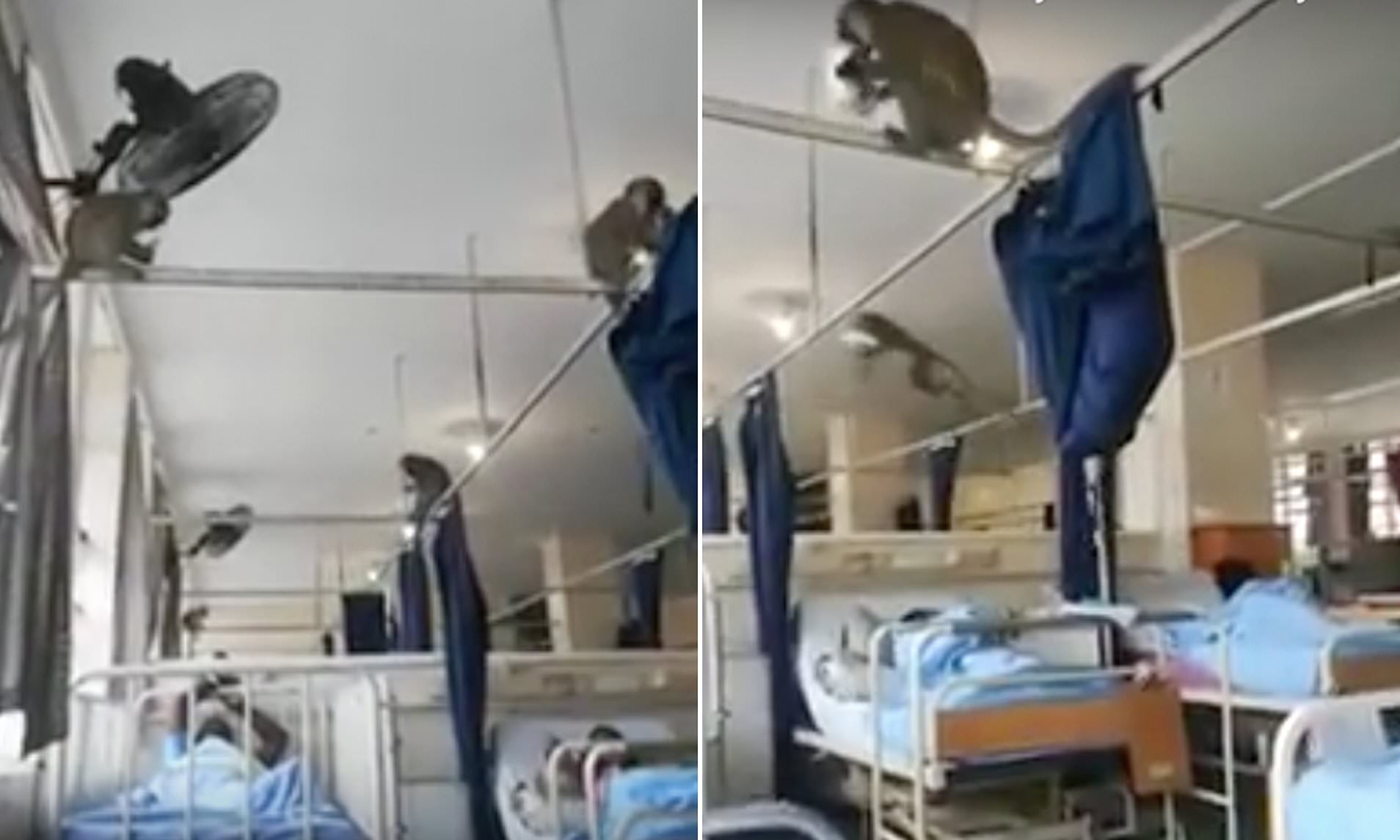 monkeys in south african hospital