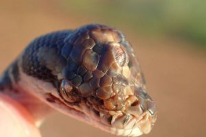 Monty Python, three-eyed python 1