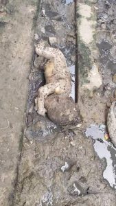 Newborn baby’s  body dumped inside shallow drainage in Minna (graphic photo)
