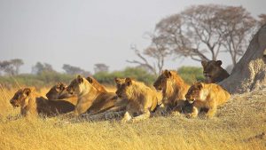 Panic as 14 lions escape from game reserve in South Africa