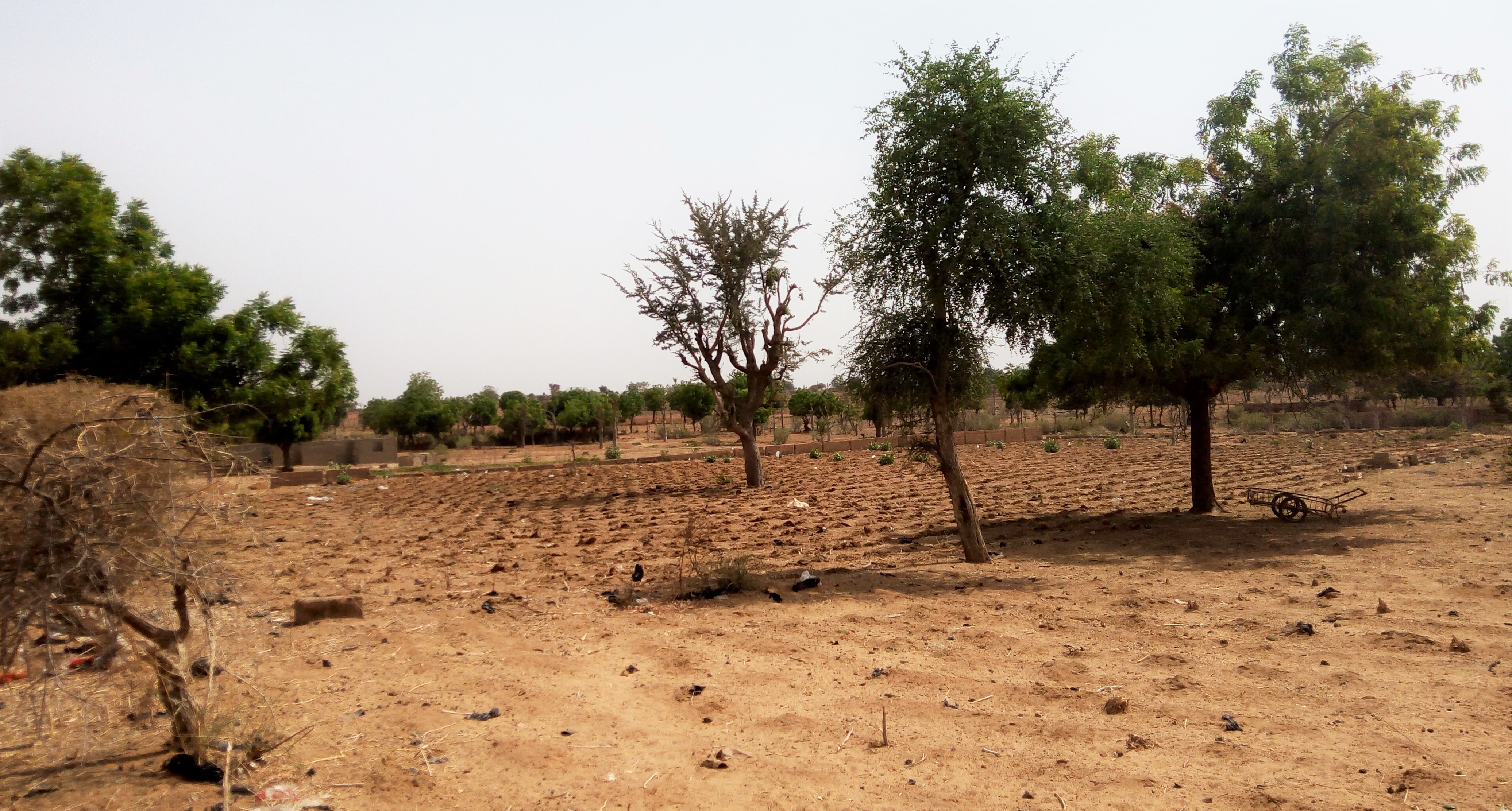 nigeria_farm desertification