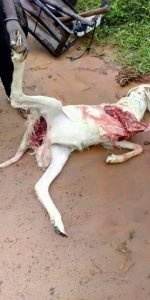 Panic as unknown animal repeatedly rips through Rams and goats in Abuja