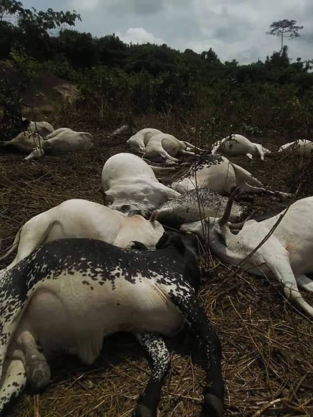 slaughter-of-sacred-python-the-mysterious-death-of-36-cows