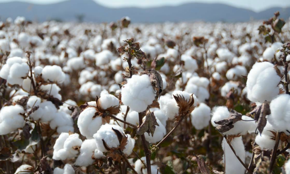 CBN to support cotton farmers in ekiti
