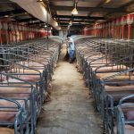 China swine fever drives up inflation in december