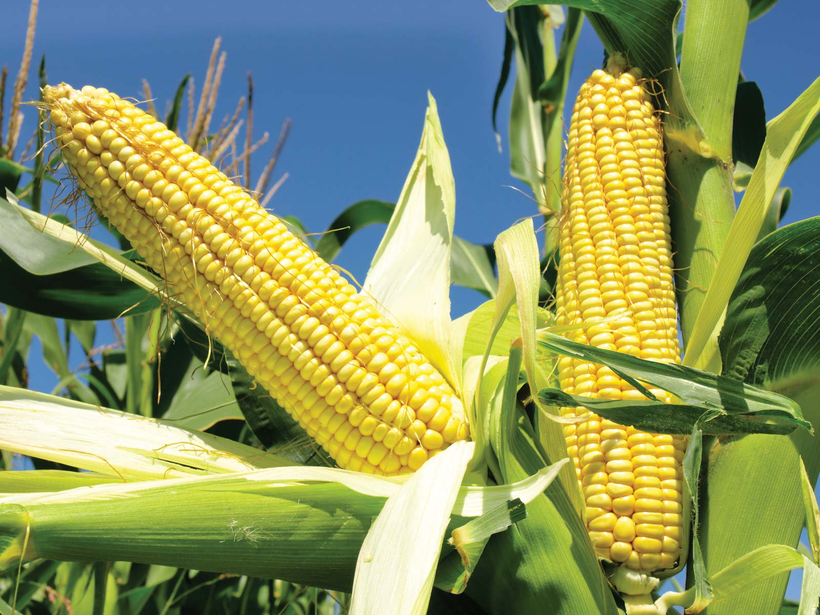 zimbabwe maize stock dwindle