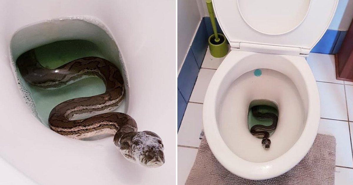 How To Prevent Snakes From Entering Toilet Bowl - Doctor
