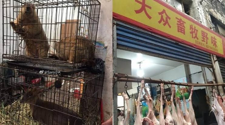 Coronavirus: Chinese Govt bans trade, Consumption of wild animals