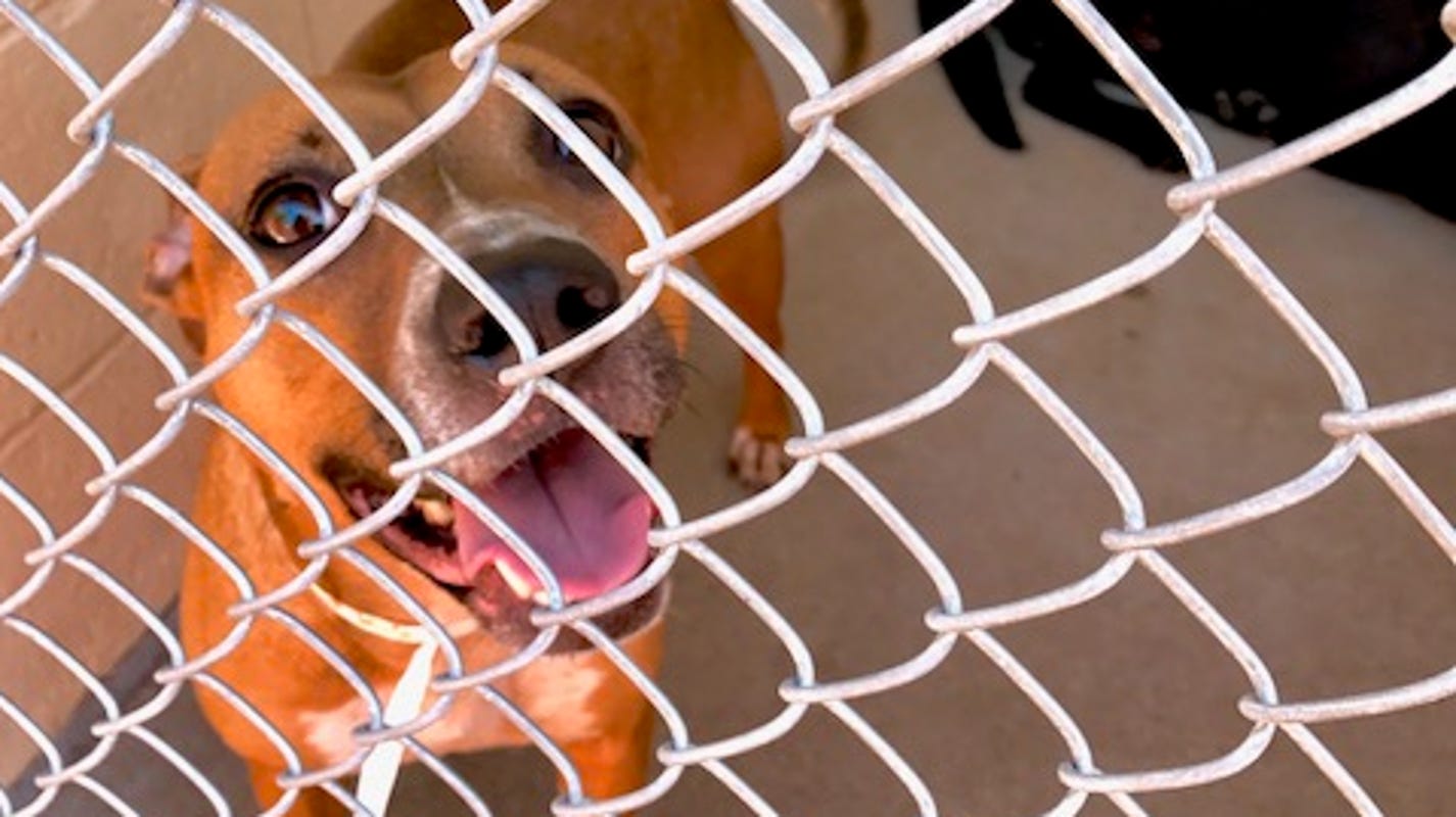 Pet dog quarantined suspected of Coronavirus