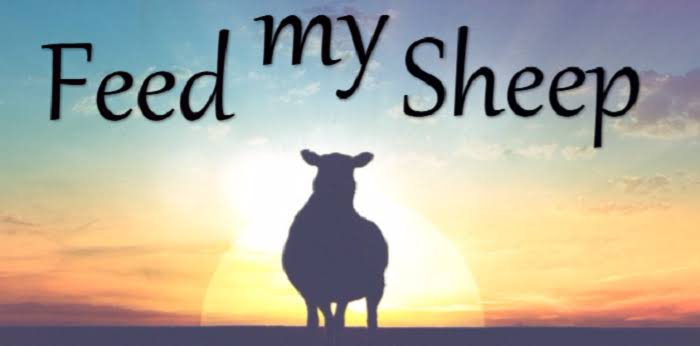 Daily Devotion: Feed the Sheep