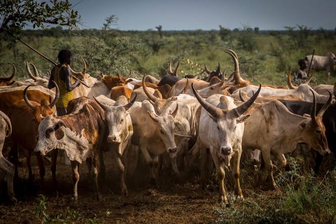 South Sudan cattle