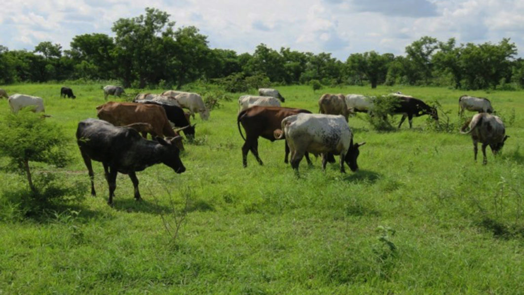Jigawa Govt to demarcate 95km of grazing reserves, cattle routes