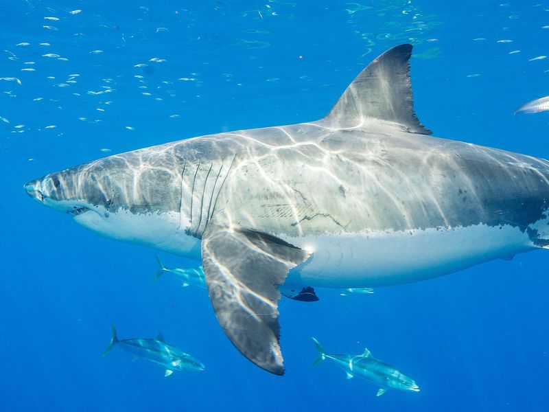 great white shark - California