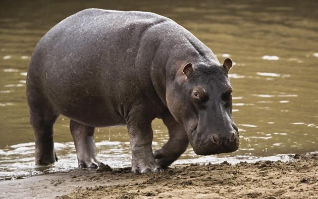 Hippopotamus - Gombe