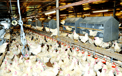 Unilorin poultry farm