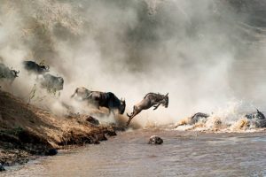 Wildebeest Crossing Dangerous Waters