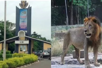 Tears As Hungry Lion Kills Nigerian University Worker On Campus