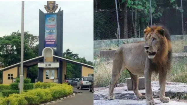 Tears As Hungry Lion Kills Nigerian University Worker On Campus